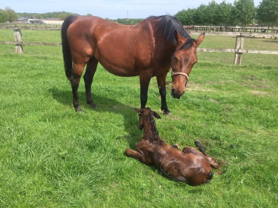 Gynaecologie
