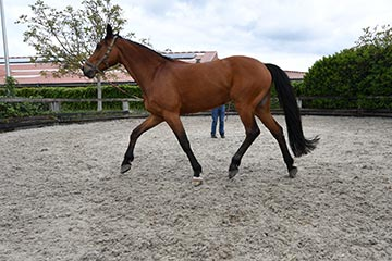 Sportgeneeskunde